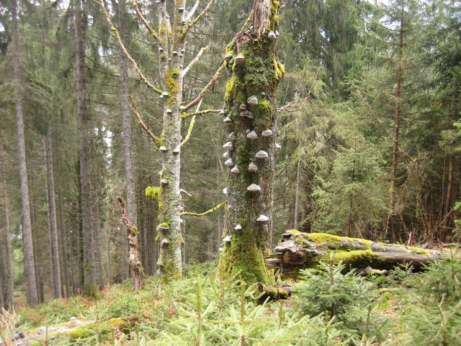 Biototbäume